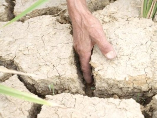 Anca Bobe: La Constanţa se impune decretarea stării de urgenţă din cauza secetei